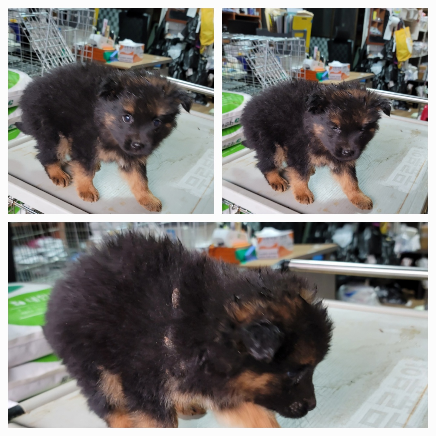 종합축산_447512202500320